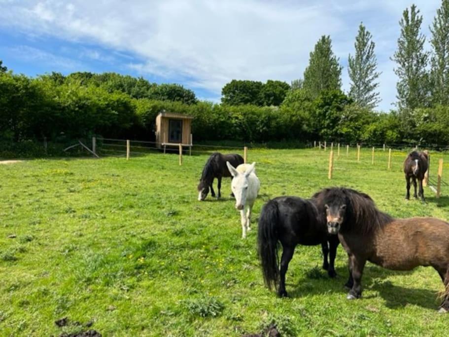 Neddys Rest Luxury Horsebox Stay Battle Exterior foto